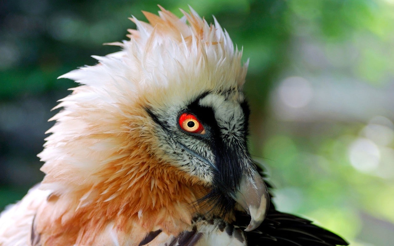 Akbaba kuşlarının bilinmeyen özellikleri | Kral Akbaba