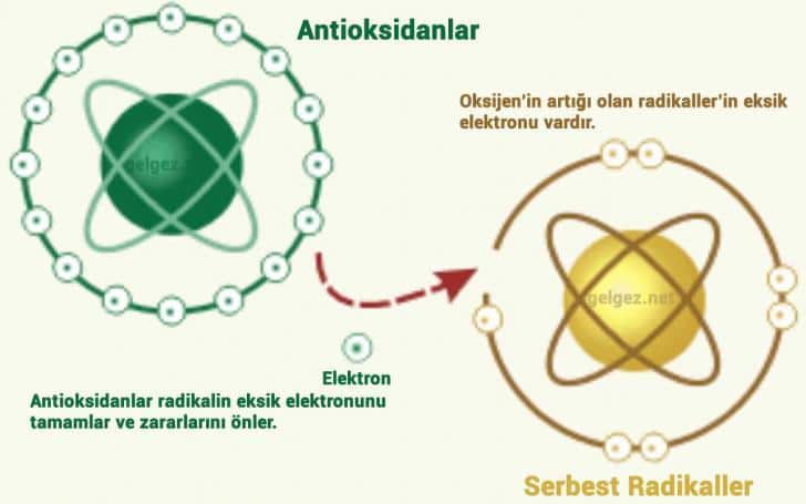 Antioksidan nedir? Antioksidanların yararları nelerdir? | Serbest Radikallerin eksik elektronlarını antioksidanlar tamamlar.