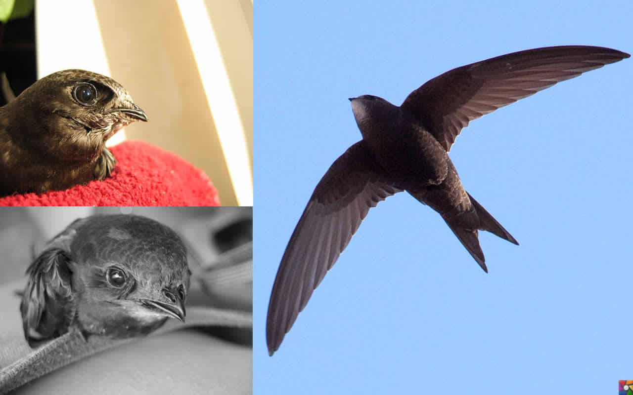 Havada 10 ay kalabilen kuş: Kara Sağanlar'ın fotoğrafları