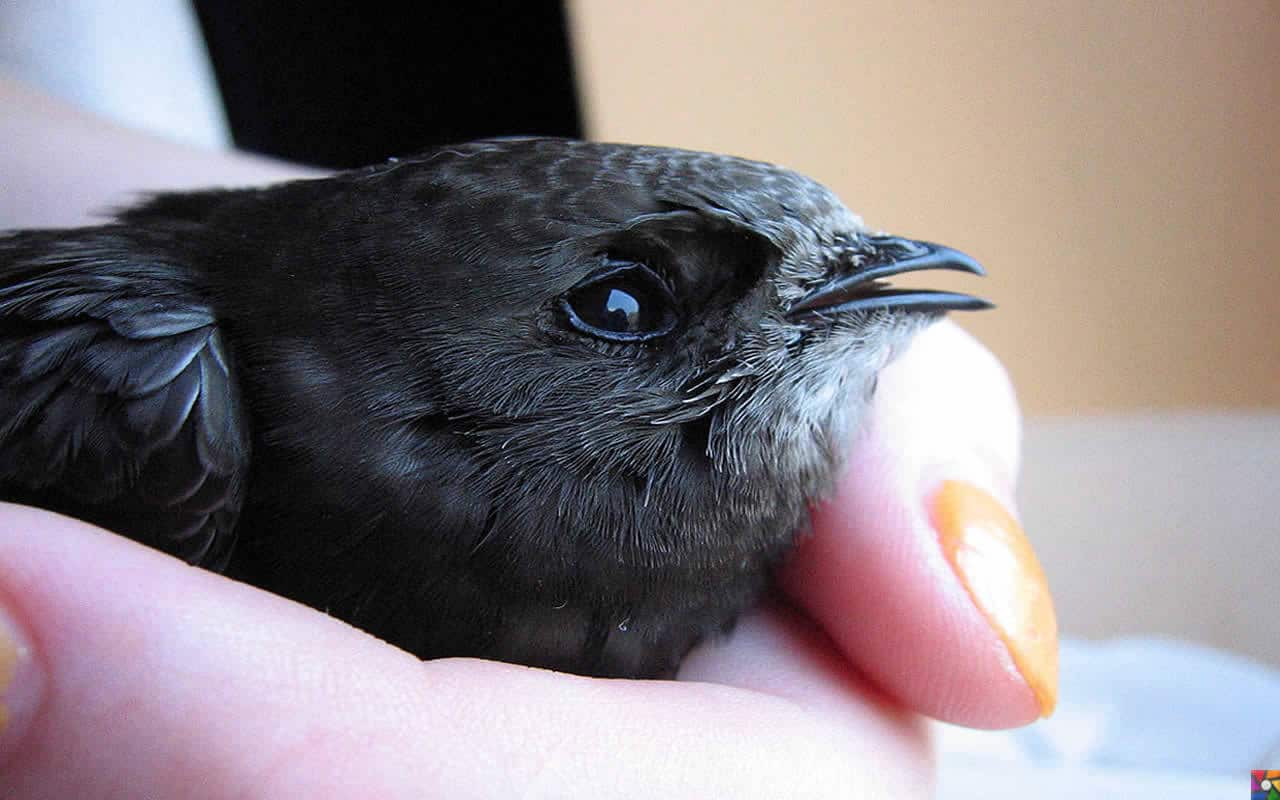 Havada 10 ay kalabilen kuş: Kara Sağanlar | Ebabil Kuşları | Yavru Kara Sağan