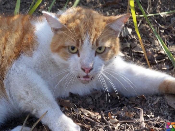 Hayvanlardan insanlara geçen hastalıklar nelerdir? Belirtileri ve Tedavisi | Kuduz bir kedi