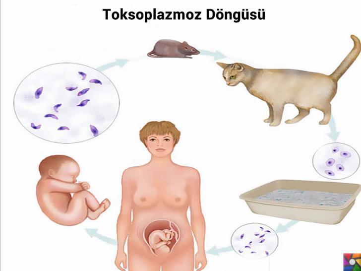 Hayvanlardan insanlara geçen hastalıklar nelerdir? Belirtileri ve Tedavisi | Toksoplazmoz Döngüsü Hamile kadınlardaki tehlike