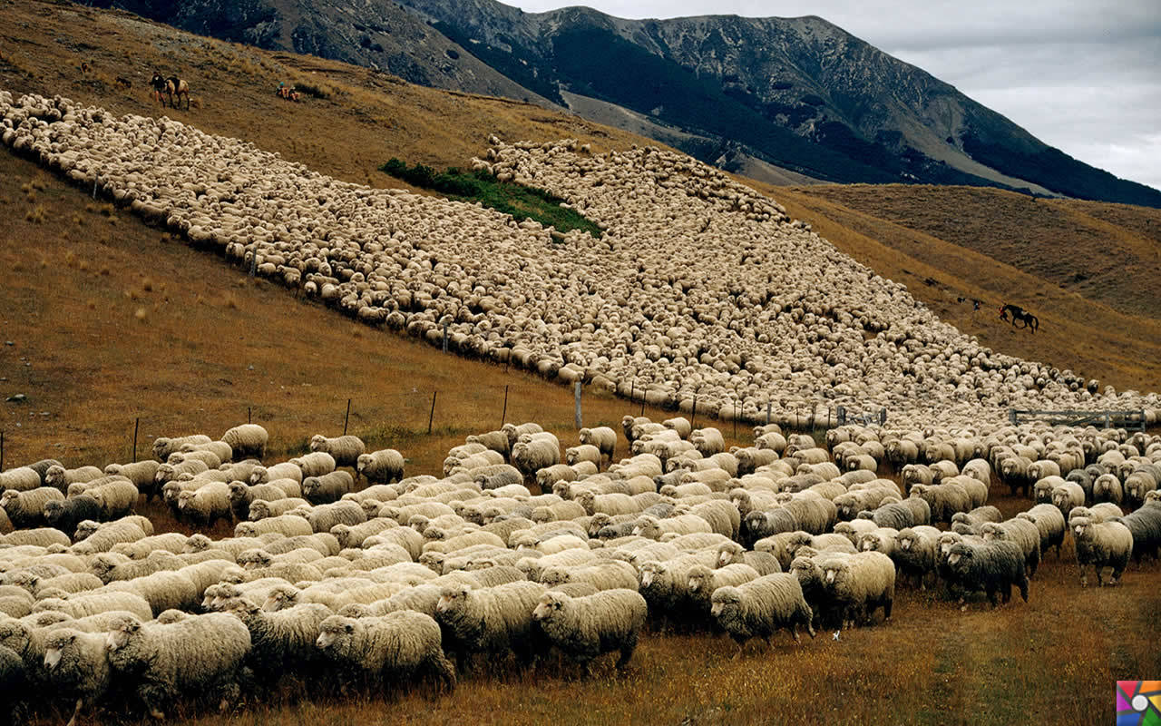 Uzak bir yerlere gidelim Uzun Bulutlar Ülkesine: Yeni Zelenda | Koyun sayısı nüfusun 7 katı