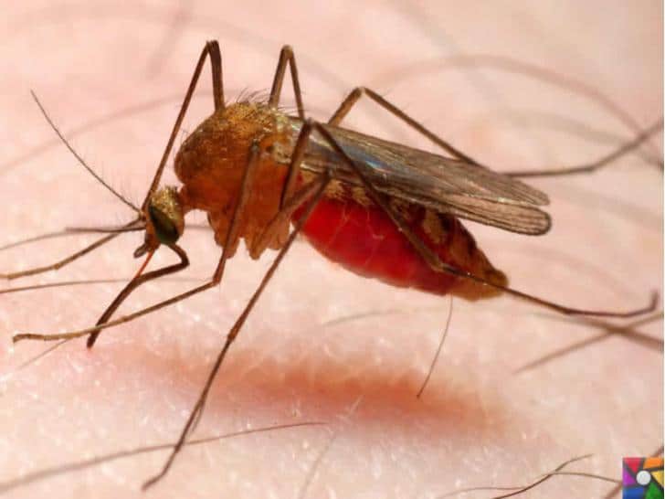 Vektörlerle Bulaşan Hastalıklar Nelerdir? | Sıtma sivrisineklerle bulaşır.