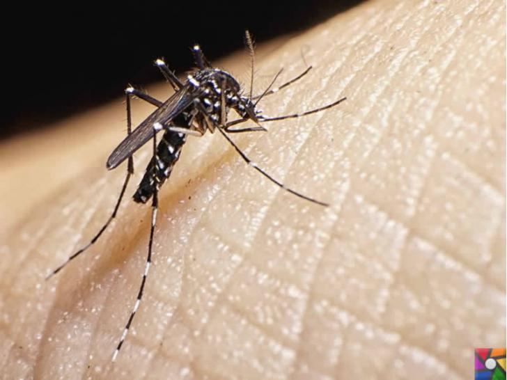 Vektörlerle Bulaşan Hastalıklar Nelerdir? | Zika Virüsüne sebep olan sivri sinek