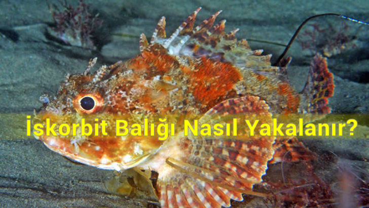 İskorpit yakalamada nasıl bir olta takımı seçmeliyiz?
