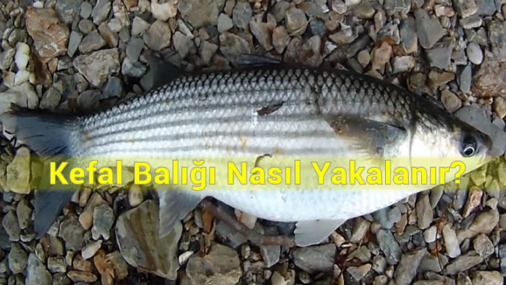 Kefal yakalamada nasıl bir olta takımı seçmeliyiz?