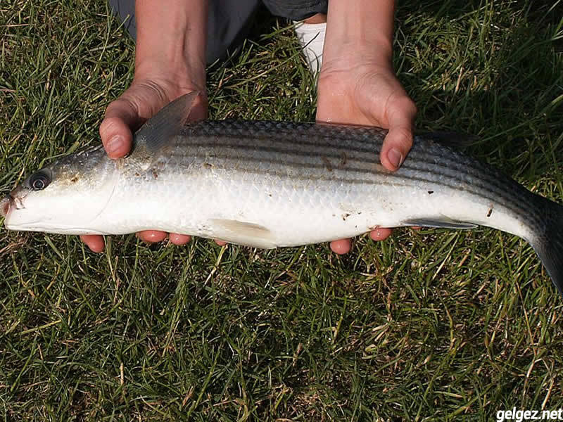 Кефаль черное море