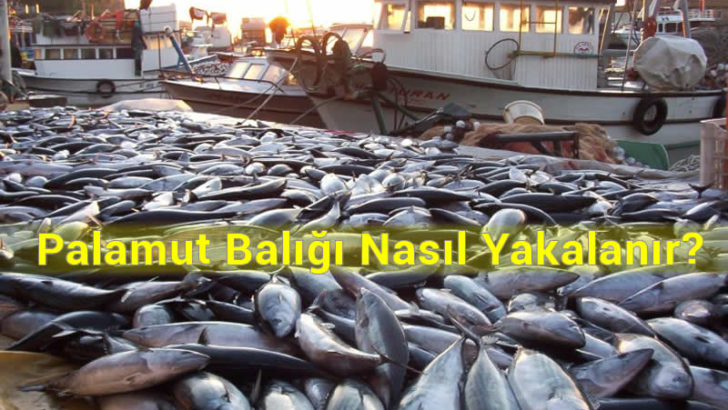 Palamut yakalamada nasıl bir olta takımı seçmeliyiz?