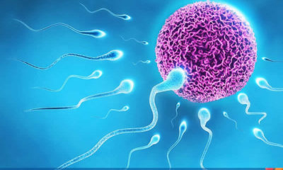Kalitesiz spermin kaynağı genetik mi? Sperm kalitesi babadan mı geçer?
