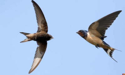 Havada 10 ay kalabilen kuş: Kara sağanlar | Ebabil Kuşu