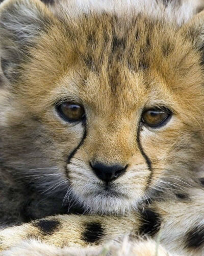 Dünyanın en hızlı koşan hayvanı Çitaların nesli tükenmekte!