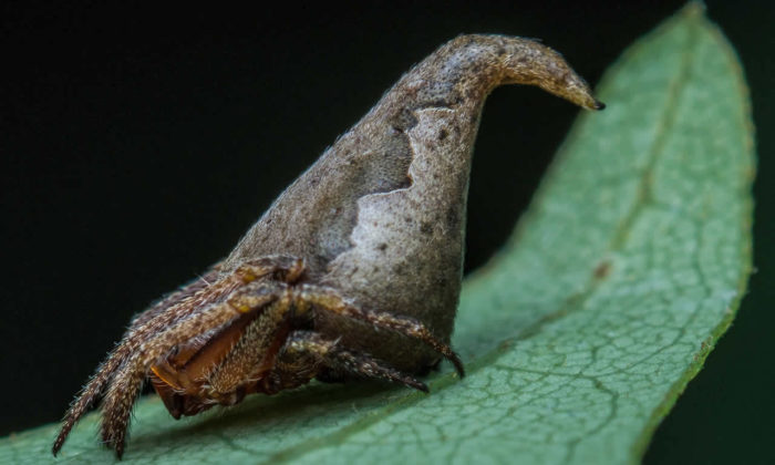 Hindistan’da yeni bir örümcek türü bulundu: Eriovixia Gryffindori