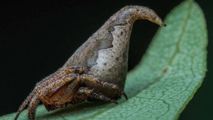 Hindistan’da yeni bir örümcek türü bulundu: Eriovixia Gryffindori