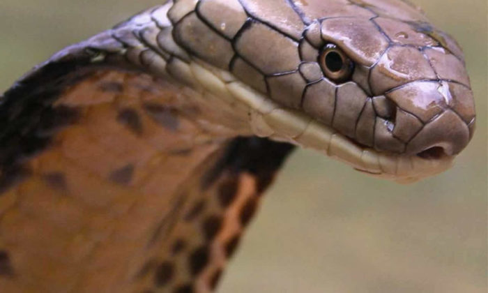 Dünyanın en zehirli hayvanı yılanlar mı?