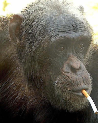Hiç sigara tiryakisi Şempanze duydunuz mu?