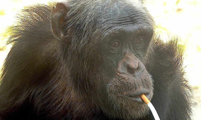 Hiç sigara tiryakisi Şempanze duydunuz mu?