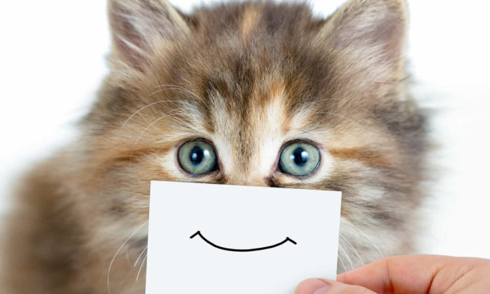 Kediler insanların duygularını nasıl hissediyor?