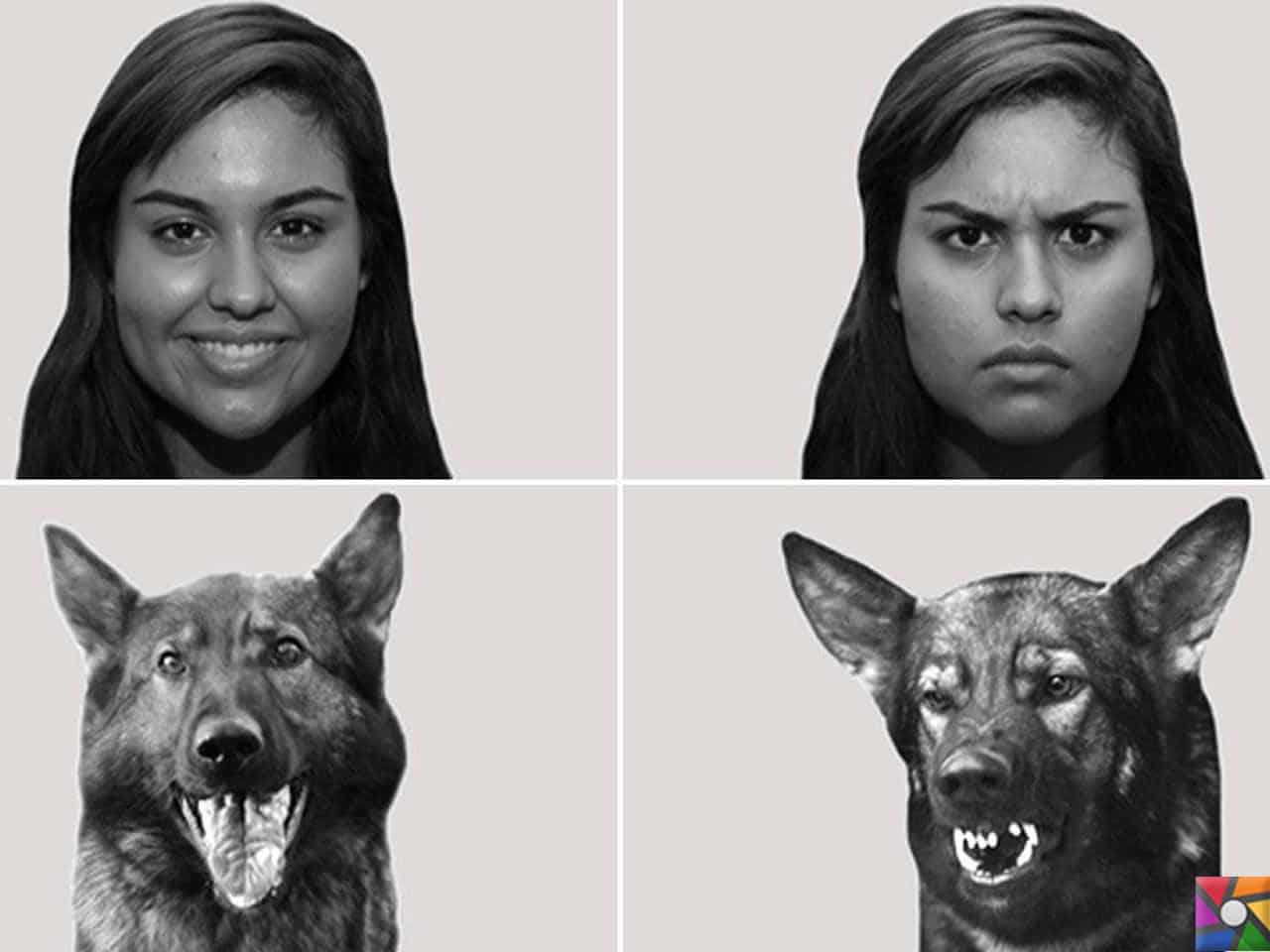 Эмоции человека и животных. Животные и их хозяева похожи. Эмоции людей и животных. Эмоции собак. Эмоции людей и животных.