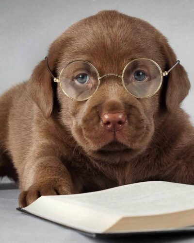 Köpekler mi daha akıllı kediler mi?