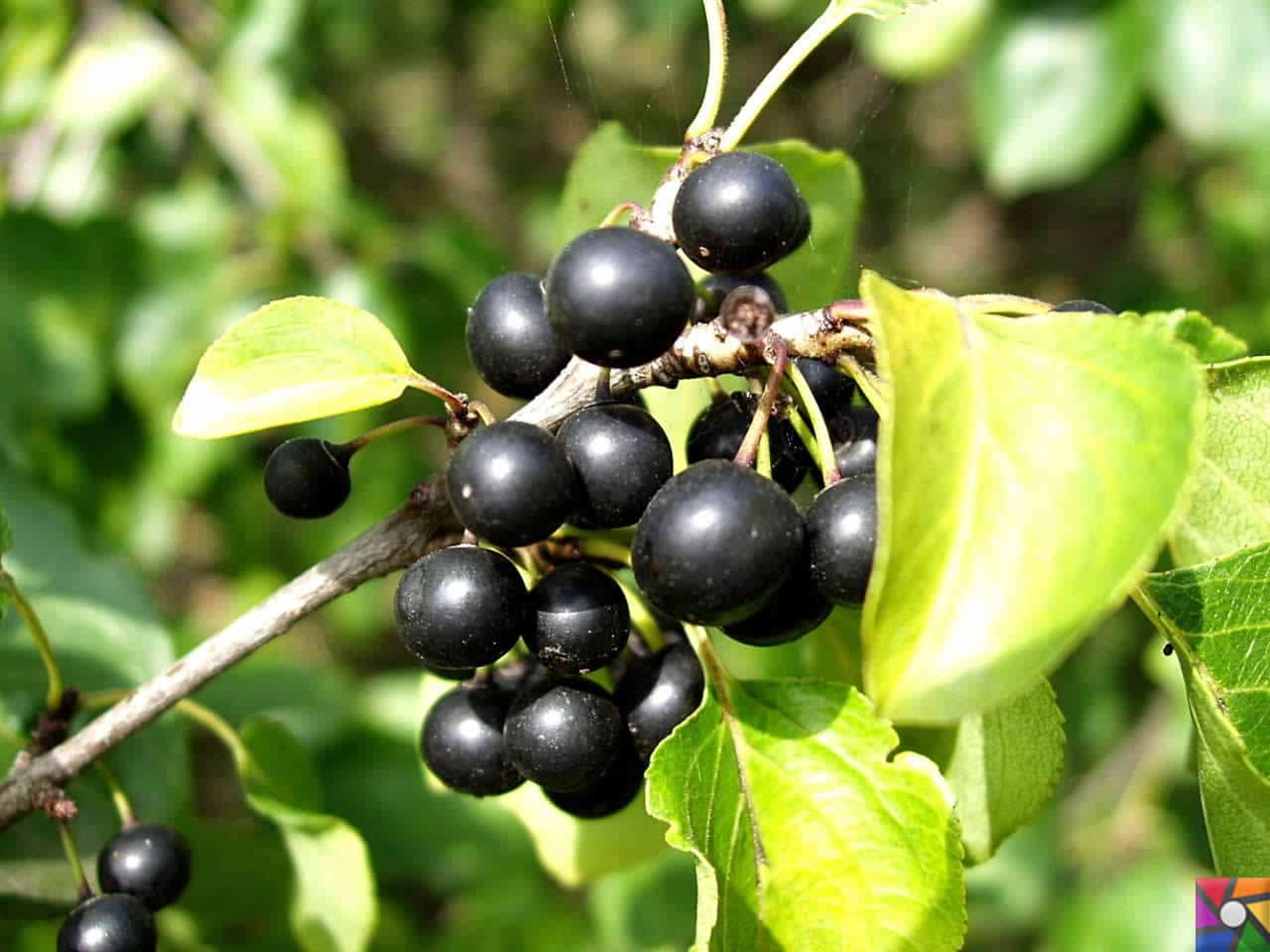 Chia yararları ile Etiketlenen Konular Chia yararları ile Etiketlenen Konular