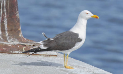 Her gün dükkandan cips aşıran Martı: Steven Seagull