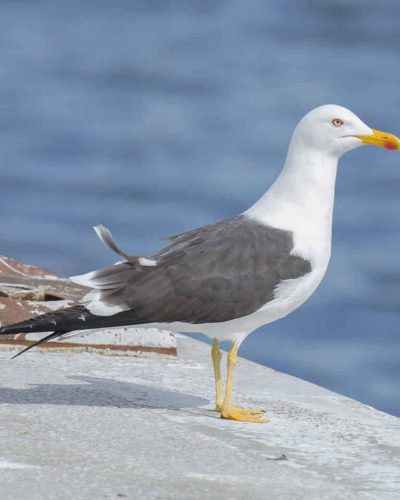 Her gün dükkandan cips aşıran Martı: Steven Seagull