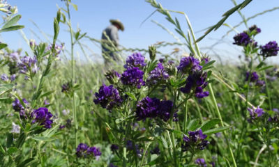 Alfalfa Nedir? Yonca Bitkisinin Yararları, Zararları nelerdir? Nasıl Kullanılır?