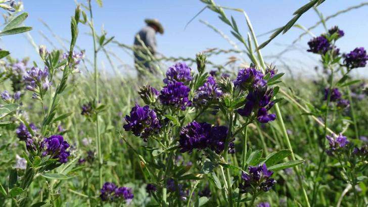 Alfalfa Nedir? Yonca Bitkisinin Yararları, Zararları nelerdir? Nasıl Kullanılır?