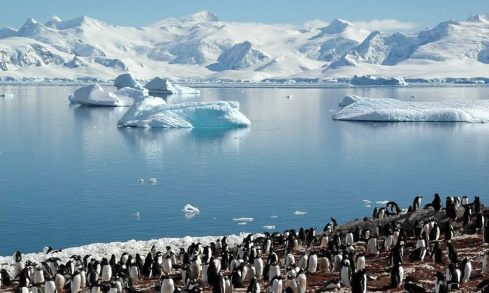 Antartika’da eriyen buzullar Penguenlerin sayılarını azaltmaya başladı!