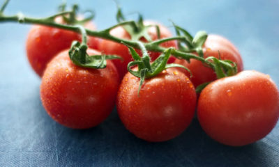 Bilim neden idrardan domates yetiştirmeye çalışıyor?