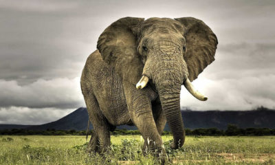 Dünyanın en az uyuyan memeli hayvanı Filler olduğu tespit edildi