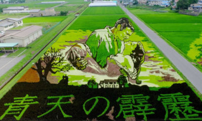 Japonlar’ın pirinç tarlalarına yaptıkları resim sanatı: Tanbo