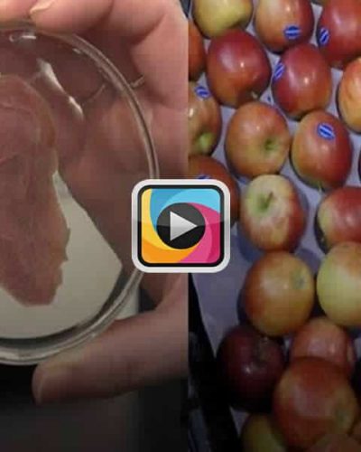 Kanada’da yapay kulak elmalardan yapıldı!