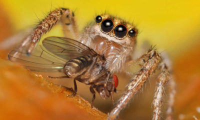 Örümcekler yıllık beslenmeleri için 800 milyon ton böcek yiyorlar!