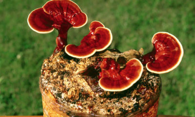 Reishi Mantar nedir? Faydaları, Zararları Nelerdir? Nasıl kullanılmalı?