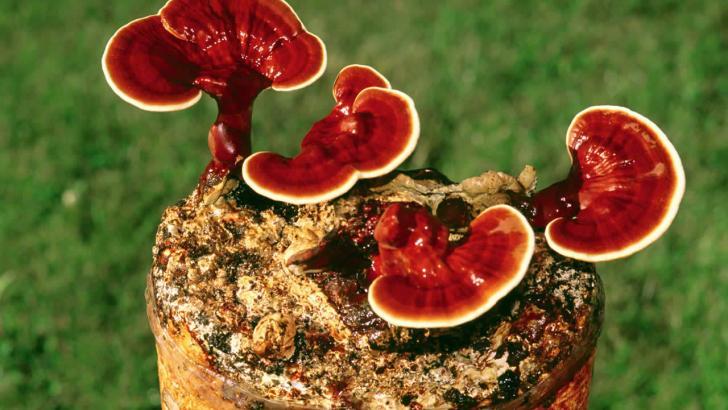 Reishi Mantar nedir? Faydaları, Zararları Nelerdir? Nasıl kullanılmalı?