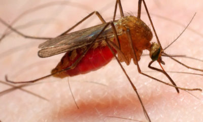 Sıtma nedir? Sıtma nasıl bulaşır? Sırmanın belirtisi ve tedavisi