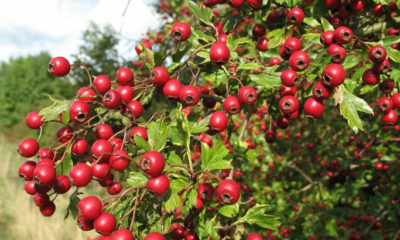 Ashwagandha nedir? Faydaları, Zararları Nelerdir? Nasıl Kullanılır?