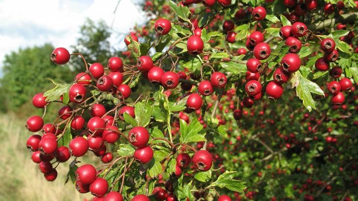 Ashwagandha nedir? Faydaları, Zararları Nelerdir? Nasıl Kullanılır?