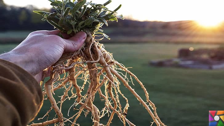 ashwagandha-nedir-faydalari-zararlari-nelerdir-nasil-kullanilir-hint-ginsengi-fotografi-4-gelgez.jpg