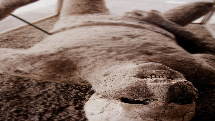 Tarihteki Taş Kesilmiş Olan Pompei Şehri Nerededir?Hikayesi Nedir? | Bir İnsan Kalıntısı