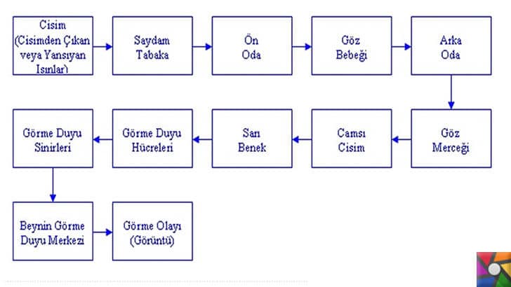 Biri beni izliyor hissi neden oluşur? Psikolojik bir sorun mu? | Görme algoritması