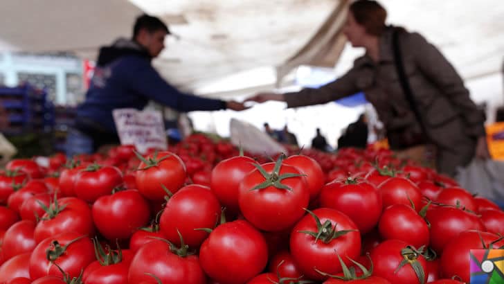 Domates neden pahalı? Domates fiyatları Türkiye'de neden yüksek? |  Tarla domates gelmeden fiyat düşmez