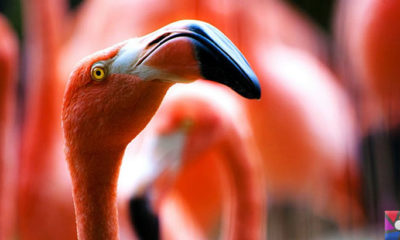 Flamingoların özellikleri nelerdir? Tek ayak üzerinde neden duruyorlar?