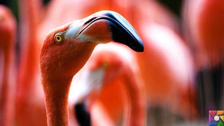 Flamingoların özellikleri nelerdir? Tek ayak üzerinde neden duruyorlar?