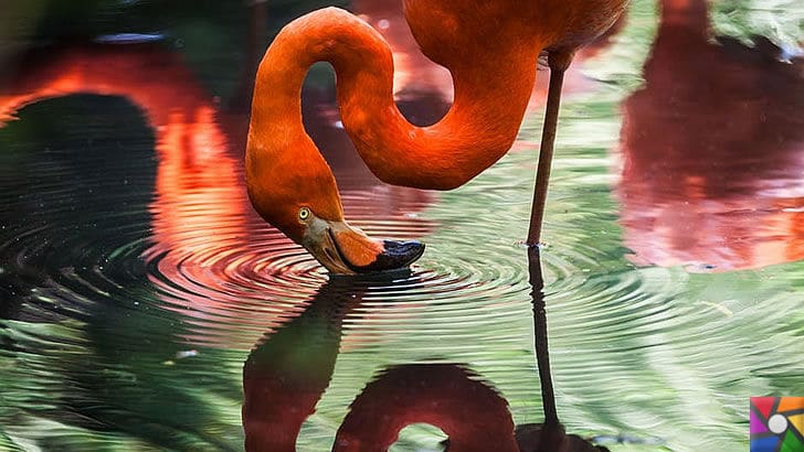 Flamingoların özellikleri nelerdir? Tek ayak üzerinde neden duruyorlar? | Flamingoların boyun ve gagaları eğriktir