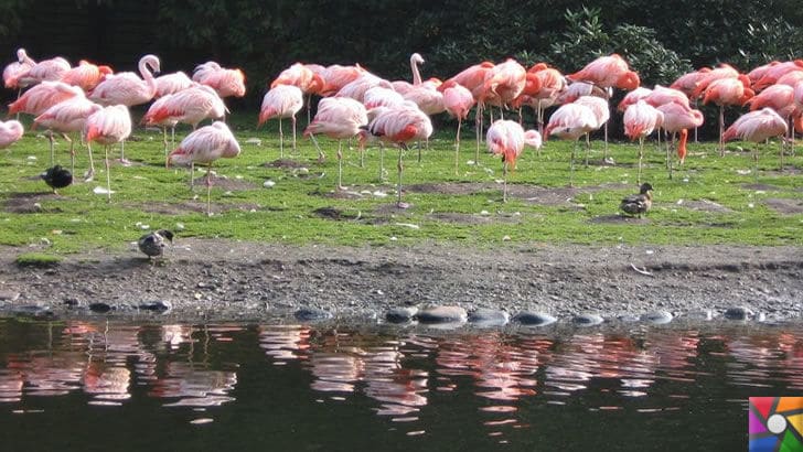 Flamingoların özellikleri nelerdir? Tek ayak üzerinde neden duruyorlar? | Göl kenarındaki Flamingolar