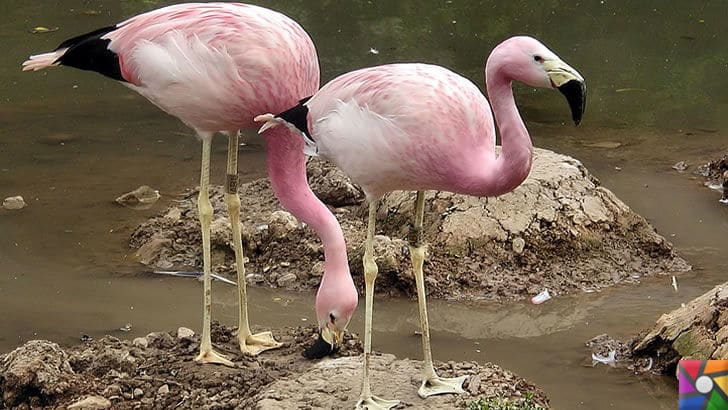 Flamingoların özellikleri nelerdir? Tek ayak üzerinde neden duruyorlar? | Avrupa Flamingoları