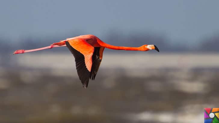 Flamingoların özellikleri nelerdir? Tek ayak üzerinde neden duruyorlar? | Uçan bir Rose Flamingo